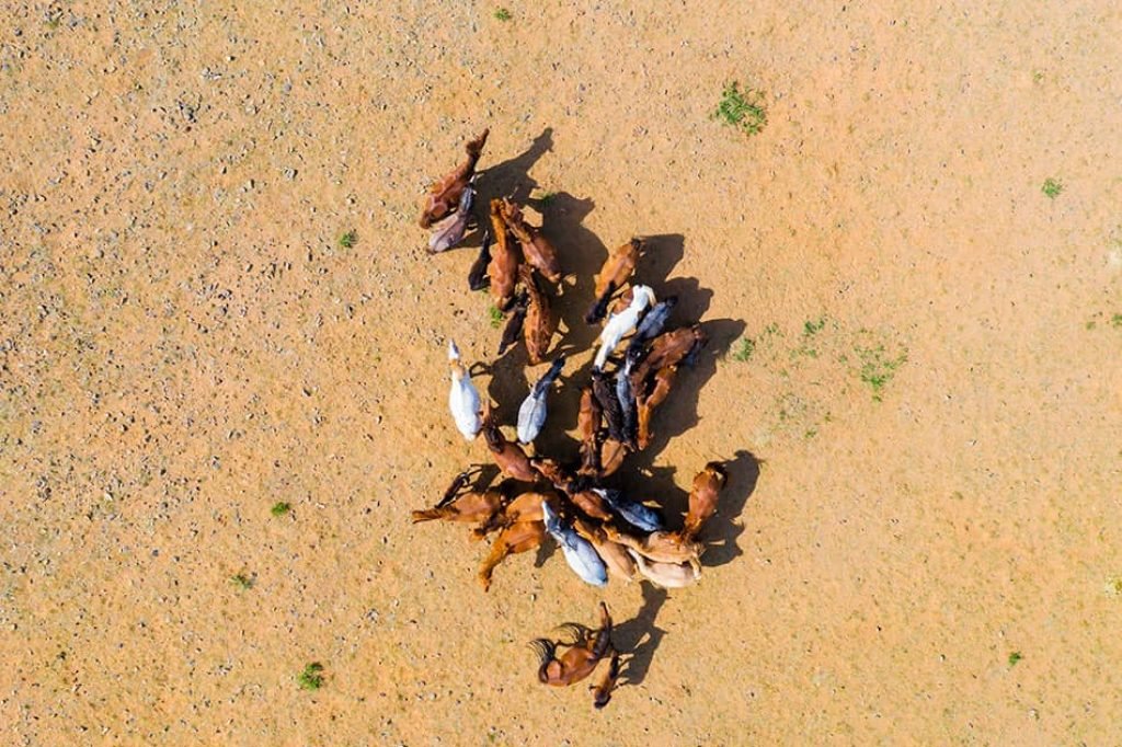 Drones are used to track animals